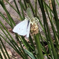 Pieris rapae at Lyneham, ACT - 25 Oct 2023