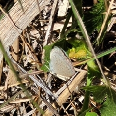 Zizina otis (Common Grass-Blue) at Lyneham, ACT - 25 Oct 2023 by trevorpreston