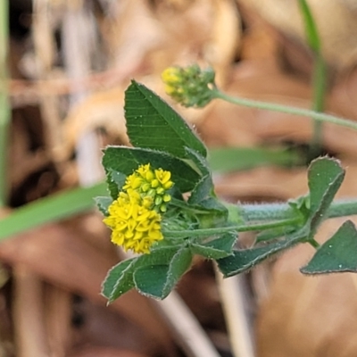 Medicago minima (Woolly Burr Medic) at Lyneham Wetland - 25 Oct 2023 by trevorpreston