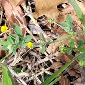 Medicago minima at Lyneham, ACT - 25 Oct 2023