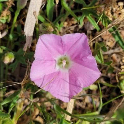 Convolvulus angustissimus subsp. angustissimus (Australian Bindweed) at Lyneham Wetland - 25 Oct 2023 by trevorpreston