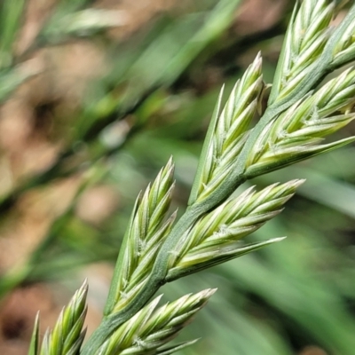 Lolium perenne (Perennial Ryegrass) at Lyneham, ACT - 25 Oct 2023 by trevorpreston