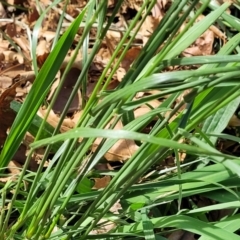 Lolium perenne at Lyneham, ACT - 25 Oct 2023