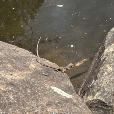 Intellagama lesueurii howittii (Gippsland Water Dragon) at Acton, ACT - 25 Oct 2023 by courtneyb