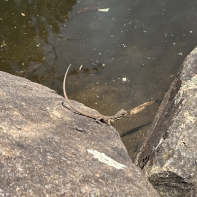 Intellagama lesueurii (Australian Water Dragon) at Acton, ACT - 25 Oct 2023 by courtneyb