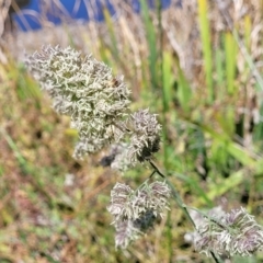 Dactylis glomerata (Cocksfoot) at City Renewal Authority Area - 25 Oct 2023 by trevorpreston