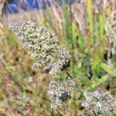 Dactylis glomerata (Cocksfoot) at Lyneham, ACT - 25 Oct 2023 by trevorpreston