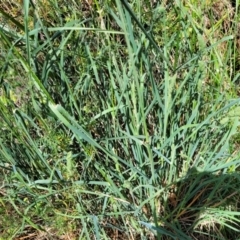 Dactylis glomerata at Lyneham, ACT - 25 Oct 2023