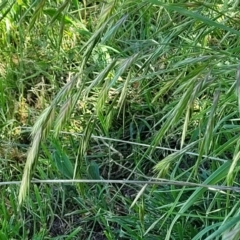 Bromus catharticus at Lyneham, ACT - 25 Oct 2023