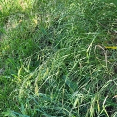 Bromus catharticus at Lyneham, ACT - 25 Oct 2023