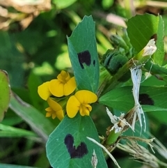 Medicago arabica (Spotted Burr Medic) at Lyneham Wetland - 25 Oct 2023 by trevorpreston