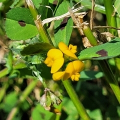 Medicago arabica at Lyneham, ACT - 25 Oct 2023