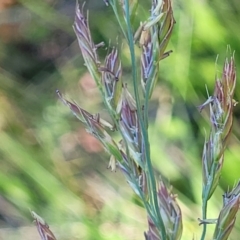 Lolium arundinaceum (Tall Fescue) at Lyneham Wetland - 25 Oct 2023 by trevorpreston