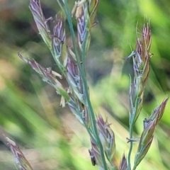 Lolium arundinaceum at Lyneham, ACT - 25 Oct 2023 02:21 PM