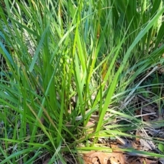 Festuca arundinacea at Lyneham, ACT - 25 Oct 2023