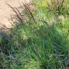 Festuca arundinacea at Lyneham, ACT - 25 Oct 2023