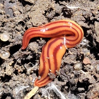 Anzoplana trilineata (A Flatworm) at City Renewal Authority Area - 25 Oct 2023 by trevorpreston