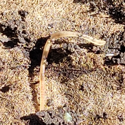 Nematode sp. (phylum) at Lyneham Wetland - 25 Oct 2023 by trevorpreston