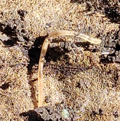 Unidentified Other worm at Lyneham, ACT - 25 Oct 2023 by trevorpreston