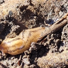 Ambigolimax nyctelia (Striped Field Slug) at Lyneham Wetland - 25 Oct 2023 by trevorpreston