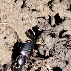 Carabidae sp. (family) (A ground beetle) at Lyneham Wetland - 25 Oct 2023 by trevorpreston