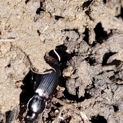 Carabidae sp. (family) (A ground beetle) at Lyneham Wetland - 25 Oct 2023 by trevorpreston