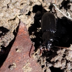 Carabidae sp. (family) at Lyneham, ACT - 25 Oct 2023