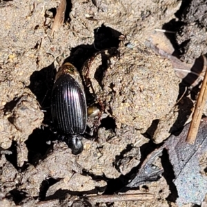 Carabidae sp. (family) at Lyneham, ACT - 25 Oct 2023