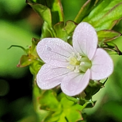 Geranium sp. Pleated sepals (D.E.Albrecht 4707) Vic. Herbarium (Naked Crane's-bill) at Lyneham Wetland - 25 Oct 2023 by trevorpreston