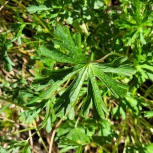 Geranium sp. Pleated sepals (D.E.Albrecht 4707) Vic. Herbarium at Lyneham, ACT - 25 Oct 2023