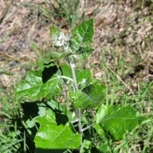 Populus alba at Lyneham, ACT - 25 Oct 2023