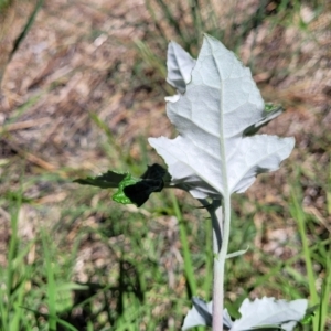 Populus alba at Lyneham, ACT - 25 Oct 2023