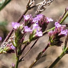 Verbena incompta (Purpletop) at Lyneham Wetland - 25 Oct 2023 by trevorpreston