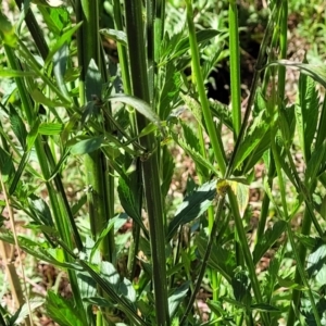 Verbena incompta at Lyneham, ACT - 25 Oct 2023