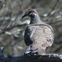 Phaps chalcoptera (Common Bronzewing) at Majura, ACT - 12 Oct 2023 by jb2602