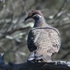 Phaps chalcoptera (Common Bronzewing) at Mount Majura - 11 Oct 2023 by jb2602