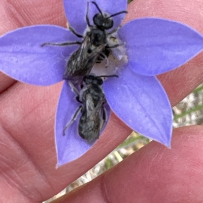 Lasioglossum (Chilalictus) lanarium (Halictid bee) at Aranda Bushland - 25 Oct 2023 by lbradley