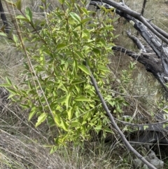 Ligustrum lucidum (Large-leaved Privet) at Belconnen, ACT - 25 Oct 2023 by lbradley