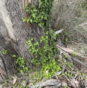 Hedera sp. (helix or hibernica) at Aranda Bushland - 25 Oct 2023