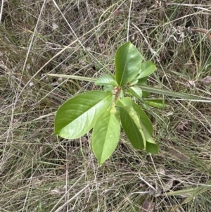 Prunus serotina at Cook, ACT - 25 Oct 2023 03:46 PM