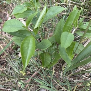 Prunus serotina at Cook, ACT - 25 Oct 2023