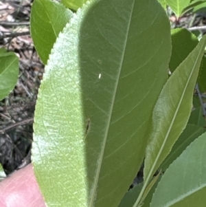 Prunus serotina at Cook, ACT - 25 Oct 2023 03:35 PM