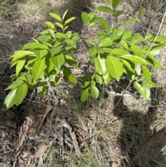 Prunus serotina at Cook, ACT - 25 Oct 2023 03:35 PM