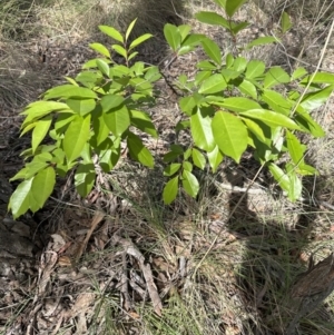 Prunus serotina at Cook, ACT - 25 Oct 2023 03:35 PM