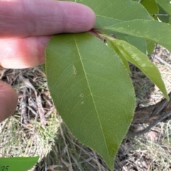 Prunus serotina at Cook, ACT - 25 Oct 2023 03:35 PM