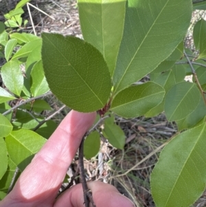 Prunus serotina at Cook, ACT - 25 Oct 2023 03:35 PM