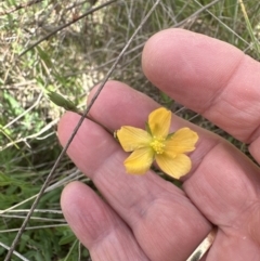 Hypericum gramineum (Small St Johns Wort) at Cook, ACT - 25 Oct 2023 by lbradley