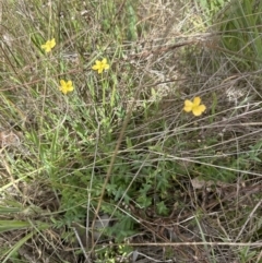 Hypericum gramineum at Cook, ACT - 25 Oct 2023