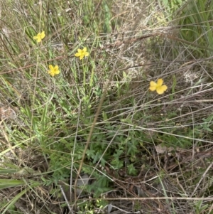 Hypericum gramineum at Cook, ACT - 25 Oct 2023