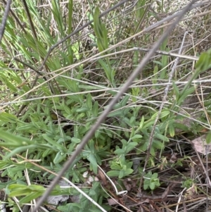 Hypericum gramineum at Cook, ACT - 25 Oct 2023